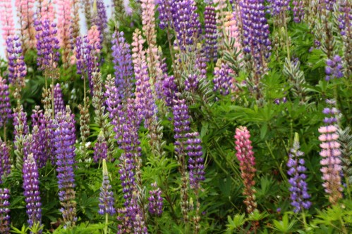 A vibrant field of lupine flowers in various shades of purple and pink, surrounded by green foliage.