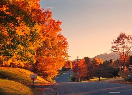 A scenic autumn view of a tree-lined road with vibrant orange and yellow foliage under a sunset sky.