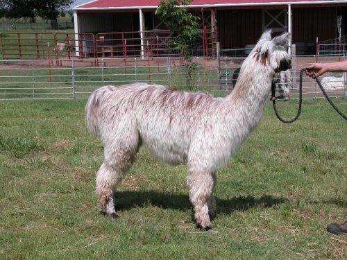 A fluffy llama stands on grass, being held by a person on a leash, with a barn in the background.