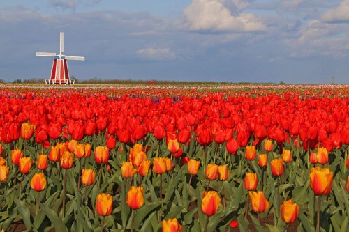A vibrant field of red and orange tulips with a white windmill in the background under a blue sky with clouds.