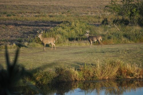Two deer stand in a grassy field near a calm body of water, surrounded by greenery and open landscape.