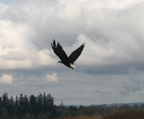 A bald eagle soaring through a cloudy sky, with trees visible in the background.