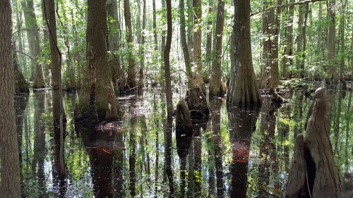 A serene swamp scene with tall trees reflecting in dark water, surrounded by lush greenery and cypress knees.