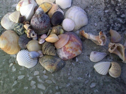 A variety of seashells in different shapes and colors scattered on a textured surface.