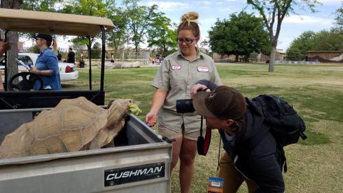A woman in a khaki outfit feeds a tortoise while a man takes a photo, with trees and people in the background.
