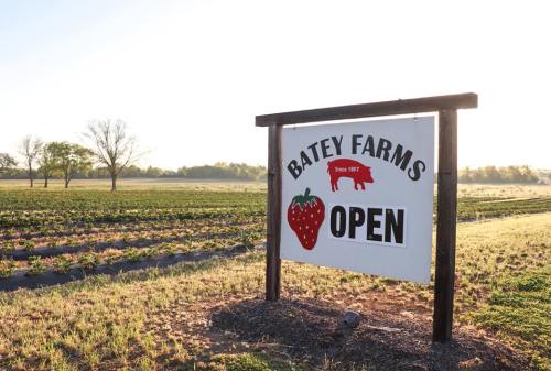 Sign for Batey Farms, established in 1907, with a strawberry graphic, surrounded by fields in the morning light.