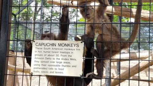 Two capuchin monkeys hang on a fence, with a sign about their habitat and behavior in the background.