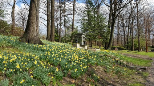 A lush garden with blooming yellow daffodils, surrounded by trees and a small gazebo in the background.