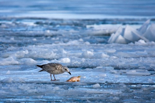 A seagull stands on ice, pecking at a fish on a frozen surface with icy patches in the background.