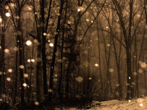 A snowy forest scene with bare trees, soft snowflakes falling, creating a serene, wintry atmosphere.