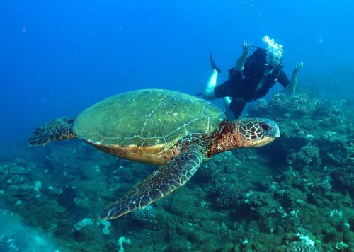 A diver swims alongside a large sea turtle in a vibrant underwater scene with coral.