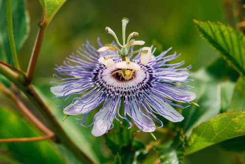 A close-up of a vibrant purple passionflower with intricate petals and a green background.