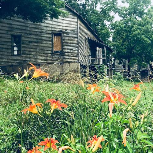 A weathered wooden house surrounded by tall grass and vibrant orange lilies in a lush green setting.