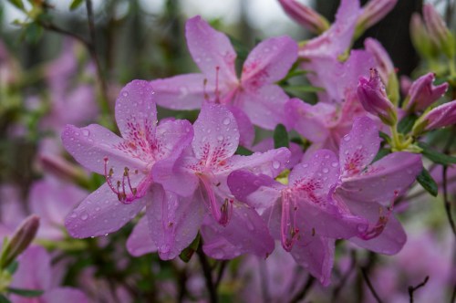 Close-up of pink azalea flowers with raindrops on their petals, surrounded by green leaves.