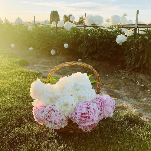 A woven basket filled with white and pink peonies, set against a field of blooming flowers under a golden sunset.