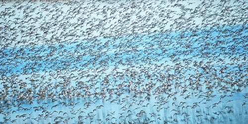 A large flock of birds flying in a blue sky, creating a dynamic and mesmerizing pattern.