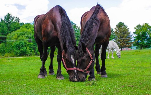 Two brown horses with black manes graze side by side on green grass, with a white horse in the background.
