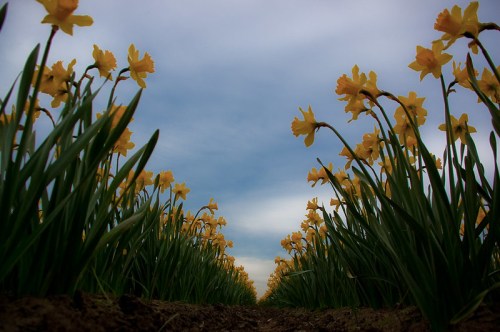 A field of yellow daffodils stretches towards a cloudy sky, viewed from ground level.
