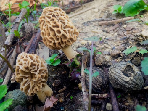 Two morel mushrooms with a honeycomb texture growing on the forest floor among leaves and twigs.
