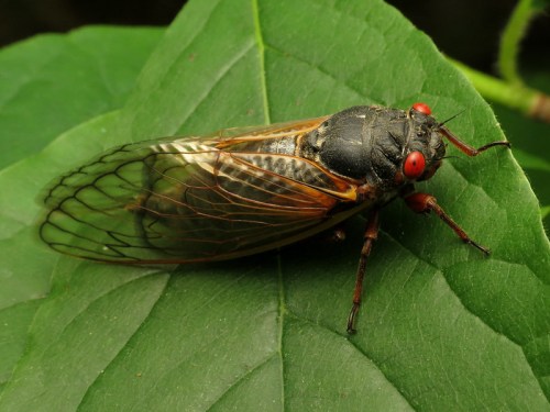 A close-up of a cicada resting on a green leaf, showcasing its detailed wings and bright red eyes.