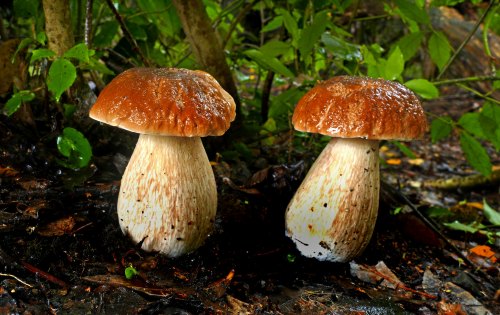 Two large mushrooms with brown caps and white stems, surrounded by green foliage and damp earth.