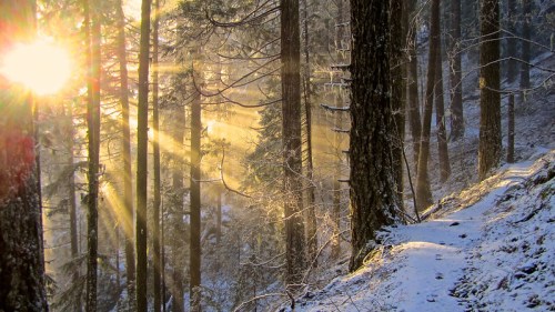 Sunlight streams through tall trees in a snowy forest, creating a serene and magical winter landscape.