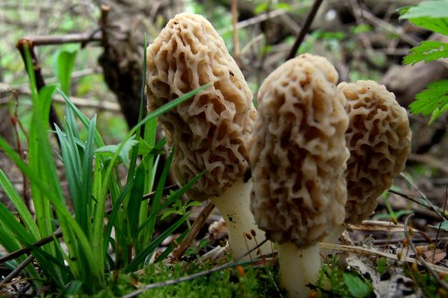 Three morel mushrooms with a honeycomb texture, growing among green grass and forest debris.