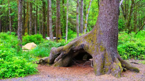 A large, moss-covered tree with a hollow trunk in a lush green forest, with a tent visible in the background.