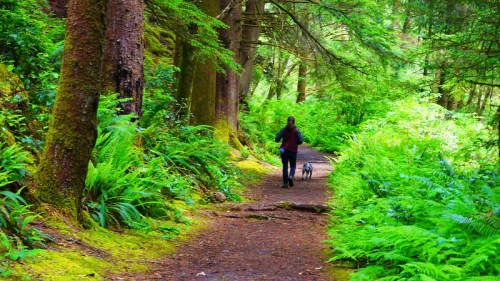 A person walks a dog along a lush, green forest path surrounded by tall trees and ferns.