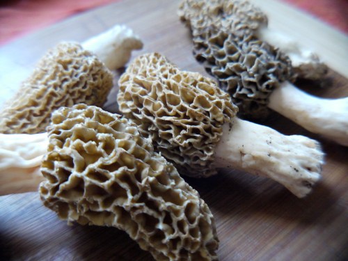 Close-up of several morel mushrooms with textured, honeycomb-like caps on a wooden surface.