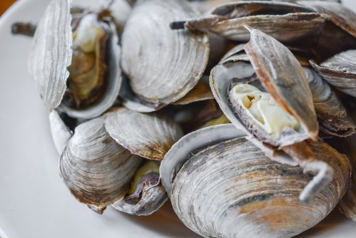 A close-up of open clams on a white plate, showcasing their shells and soft interiors.