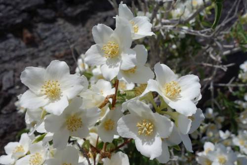 A cluster of white flowers with yellow centers, blooming against a blurred green and gray background.