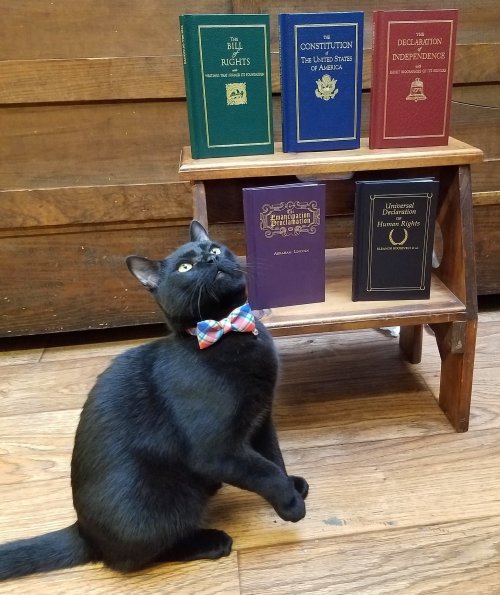 A black cat in a bow tie sits beside a wooden shelf displaying books on rights and freedoms.