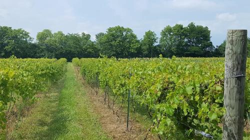 A lush vineyard with rows of grapevines stretching into the distance, surrounded by green trees under a cloudy sky.
