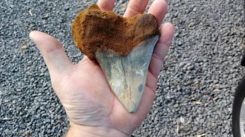 A hand holding a large fossilized shark tooth embedded in a brown matrix, resting on a gravel surface.