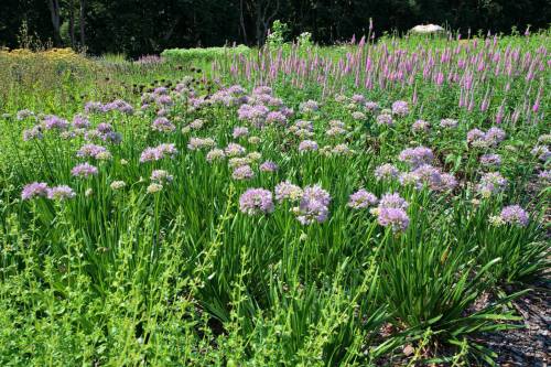 A vibrant garden filled with clusters of purple flowers and lush green foliage under bright sunlight.
