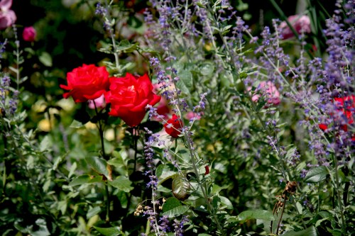 A vibrant garden featuring red roses and purple flowers amidst lush green foliage.