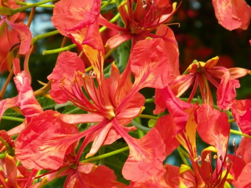 Close-up of vibrant red flowers with yellow accents, showcasing delicate petals and intricate stamen.