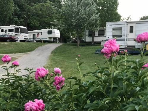 A gravel path leads through a campground with RVs, framed by blooming pink peonies in the foreground.