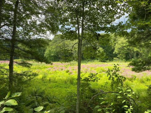 A lush green field with pink wildflowers, framed by trees under a partly cloudy sky.