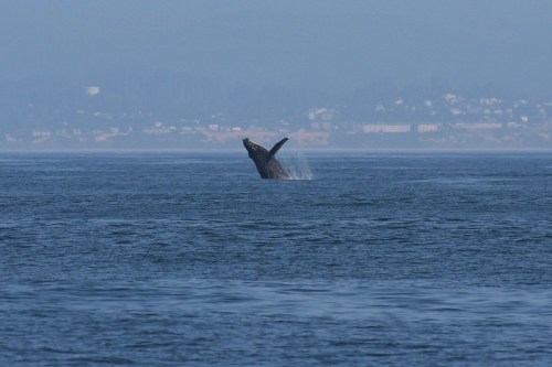A whale breaches the surface of the water, creating a splash against a misty coastal backdrop.
