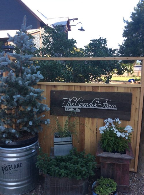 A wooden sign reading "The Lavender Farm EST. 2017" surrounded by plants and a blue spruce tree in a garden setting.