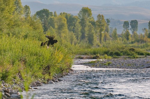 A moose stands near a riverbank surrounded by lush greenery and trees, with mountains in the background.