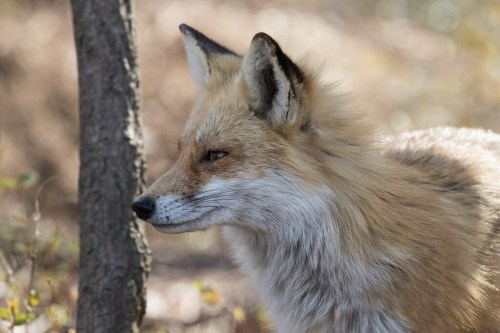 A close-up of a fox with a soft, golden-brown coat, standing beside a tree in a natural setting.