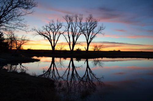 Silhouetted trees reflect in a calm pond at sunset, with vibrant colors in the sky and water.