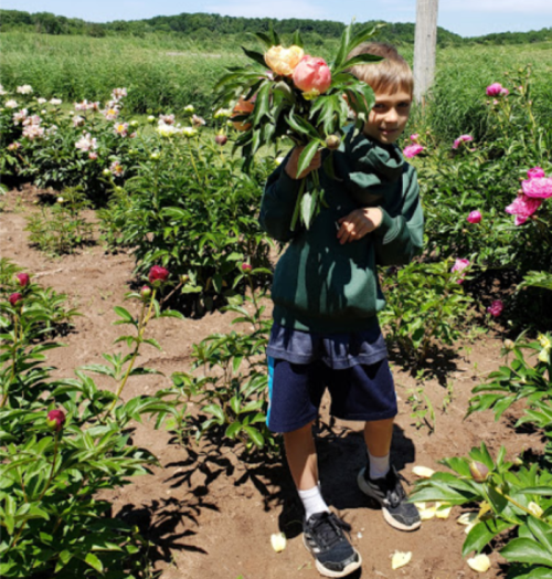 A child in a green hoodie holds a bouquet of peonies in a flower field on a sunny day.