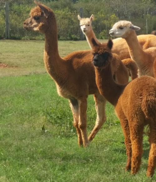 A group of alpacas standing in a grassy field, with trees in the background under a clear blue sky.
