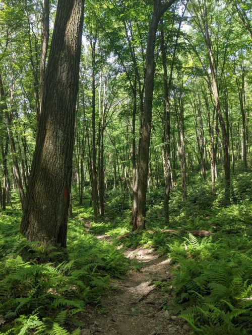 A serene forest path winding through tall trees and lush green ferns under bright sunlight.