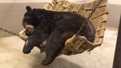 A black bear peacefully sleeping in a large, suspended hammock in a dimly lit enclosure.