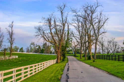 A winding road lined with bare trees and a white fence, surrounded by lush green fields under a blue sky.